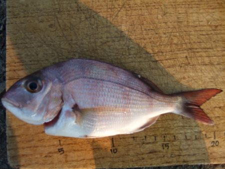 キスはなかなかしぶかった